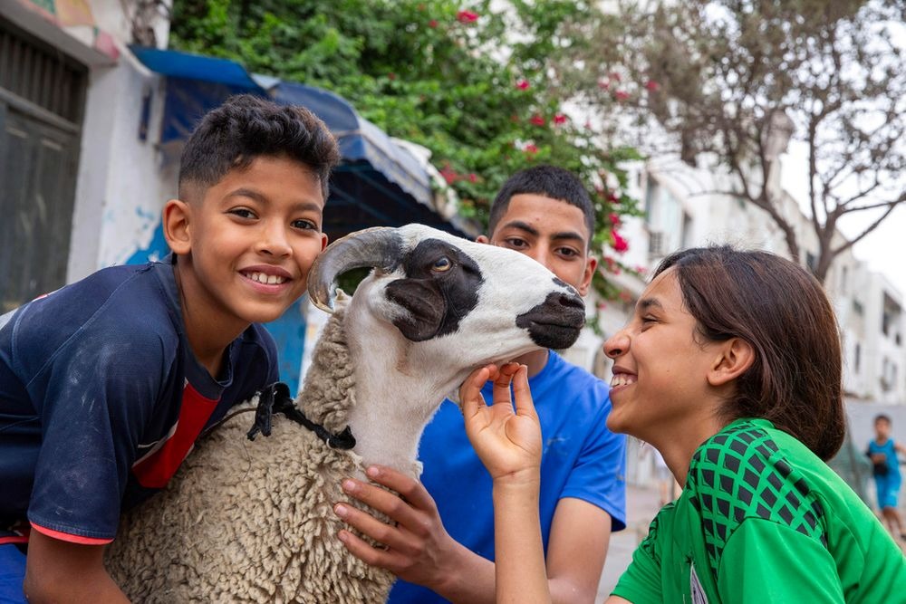 أضحية العيد